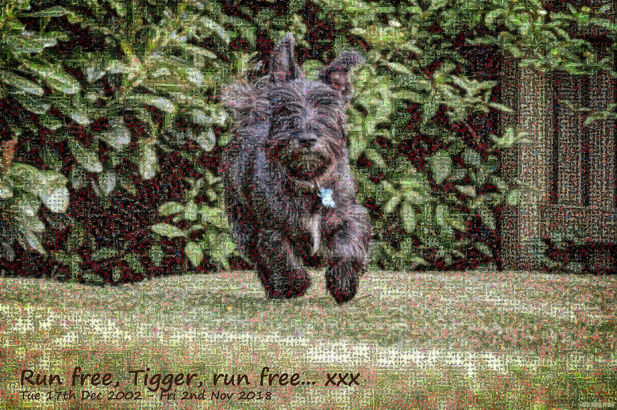 Run Free, Tigger, Run Free
