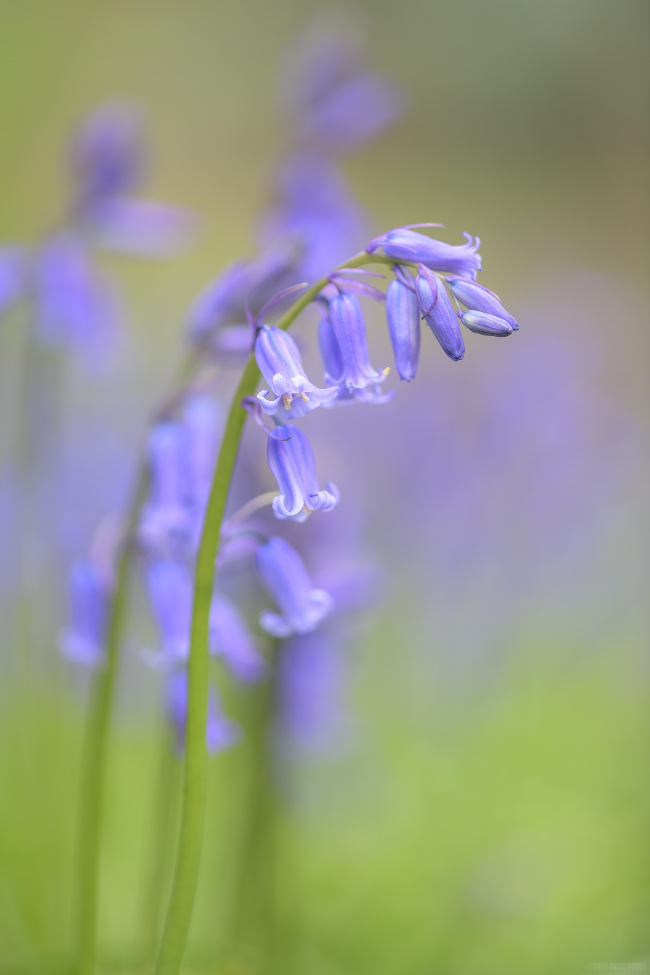 Green Shoots and Bluebells