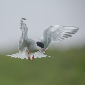 Common Tern In Flight