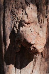 The Face In The Tree