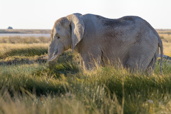 An Elephant In The Grass