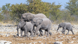 Elephants Of All Sizes