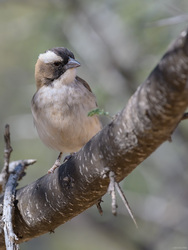 White-browed Sparrow-weaver