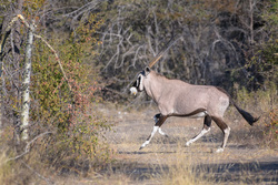Startled Oryx
