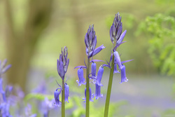 Bluebells In The Wood