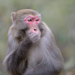 Pensive Macaque