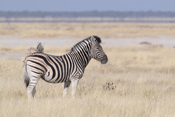 Zebra On The Plains