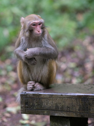 Macaque On A Bench