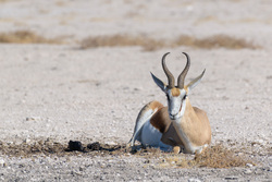Springbok At Rest