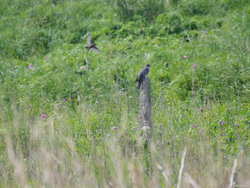 Cuckoo Ignoring Meadow Pipit Attack