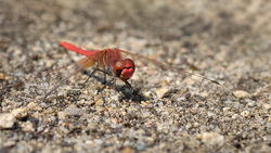 Red-veined At Rest