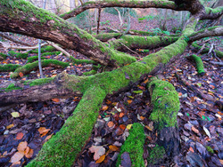 An Unhurried Tangle Of Logs and Moss