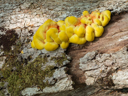 Chicken Of The Woods