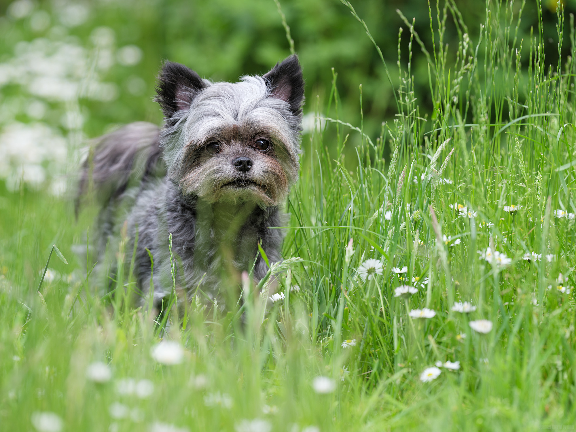 In The Long Grass