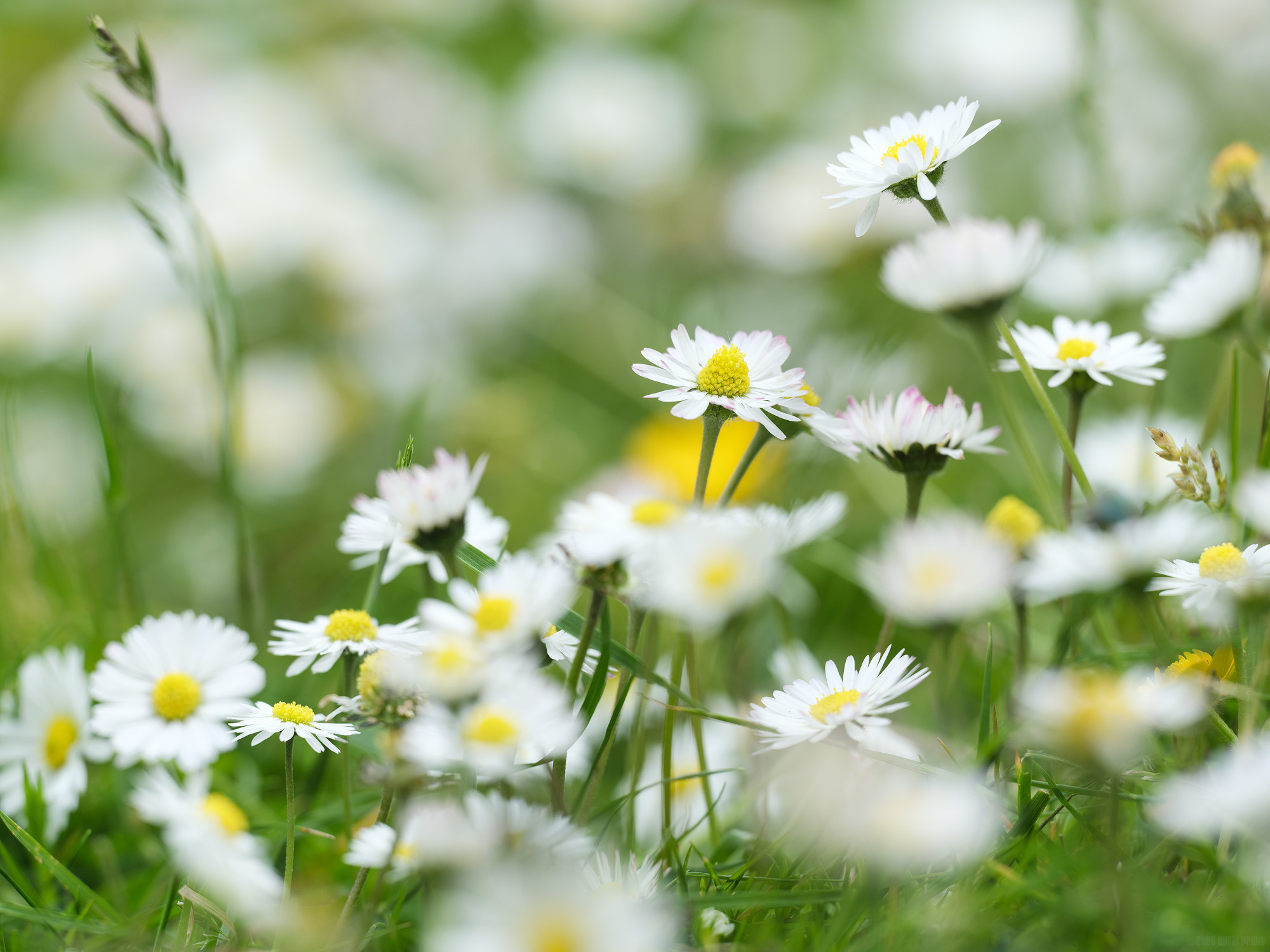 A Jungle Of Daisies