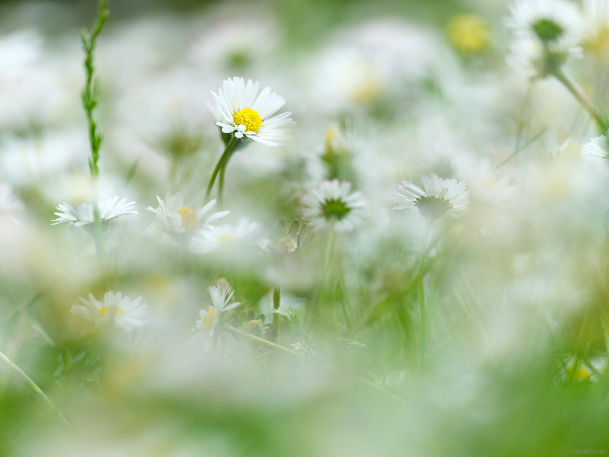 Daisy Dreaming