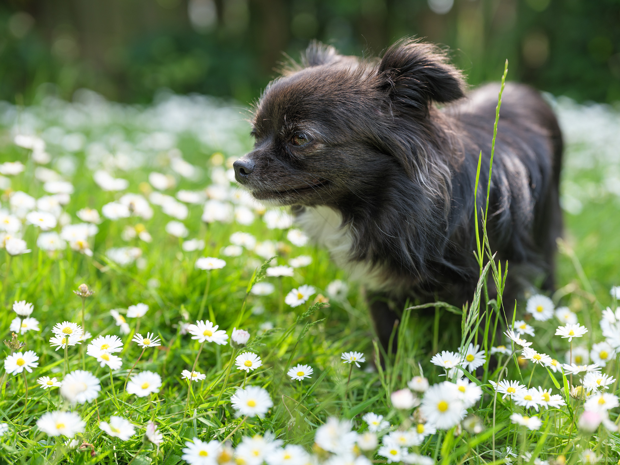 Among The Daisies