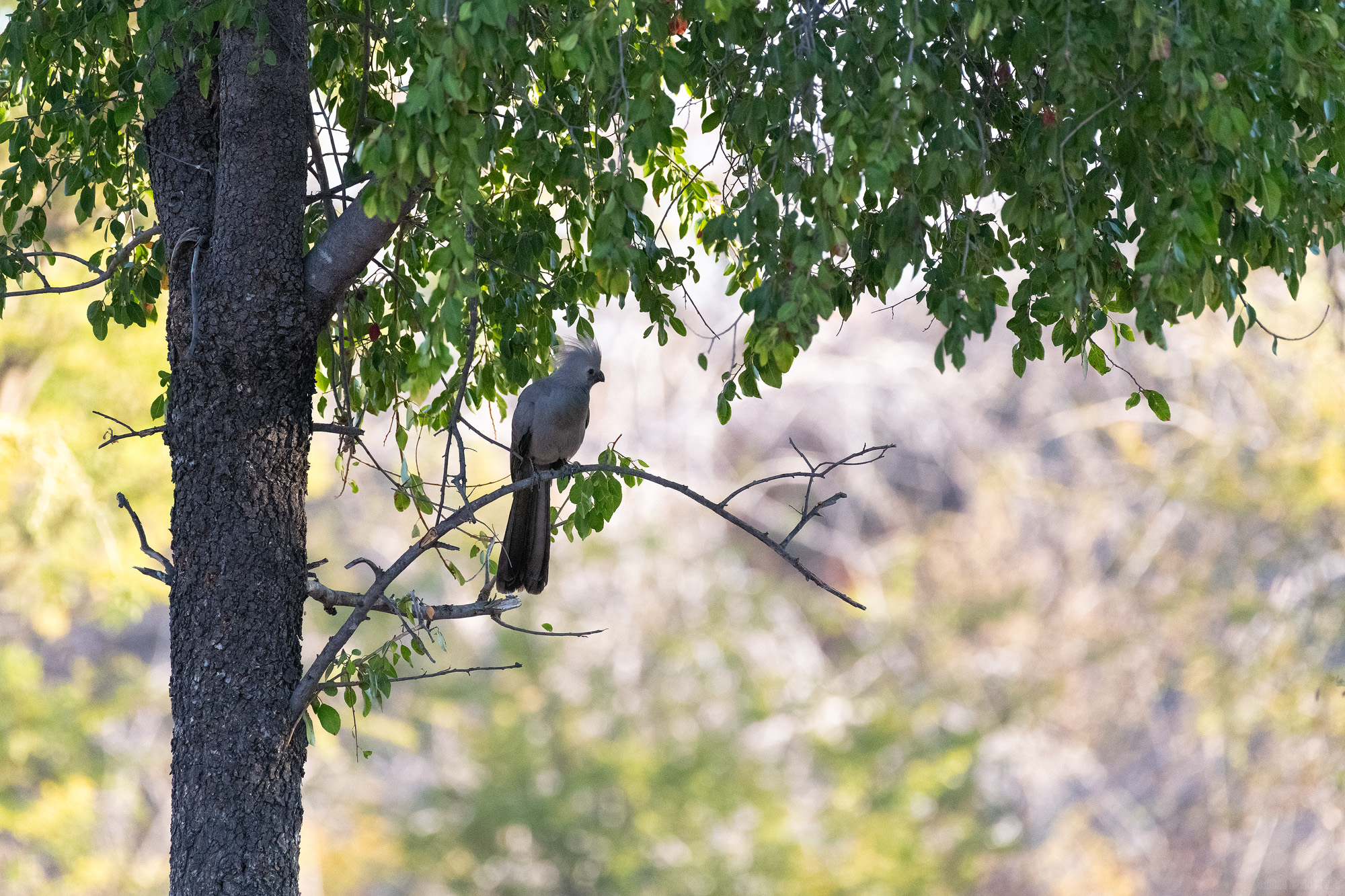 Perched In A Tree