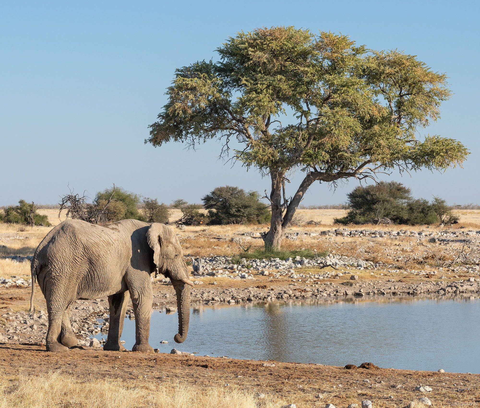 Resting By The Waterhole