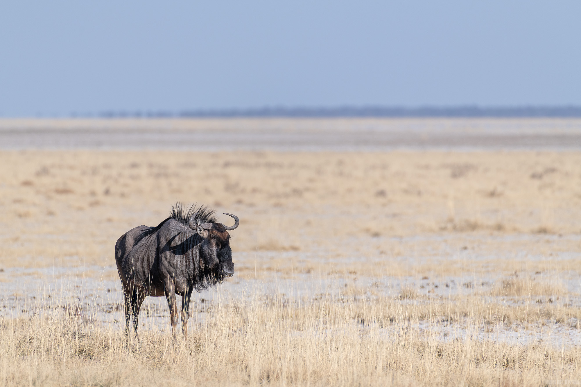 Stood On The Salt Pan