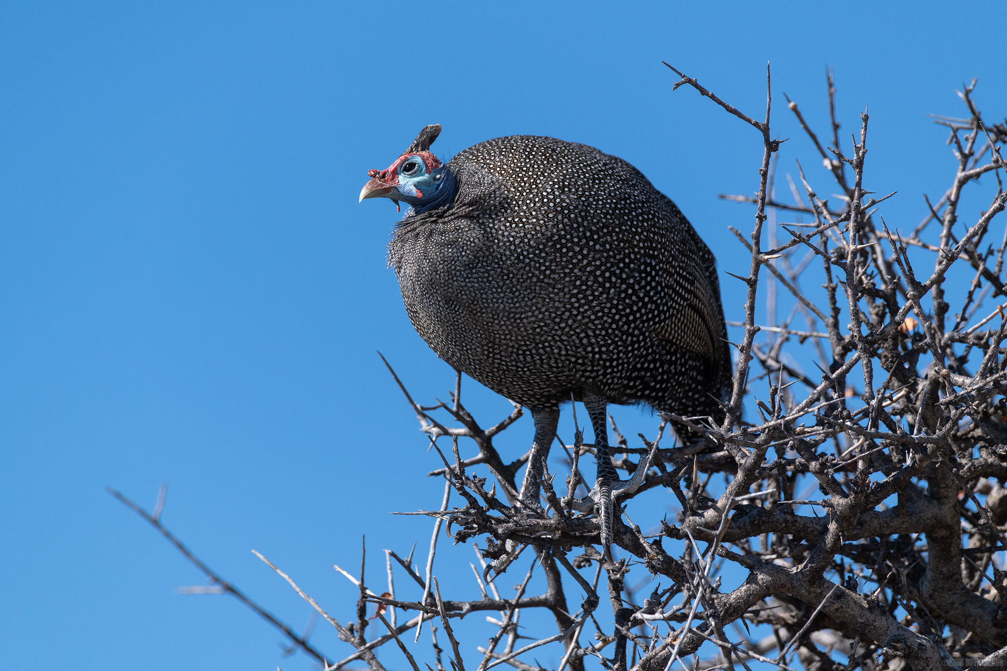 Guineafowl On A Bush