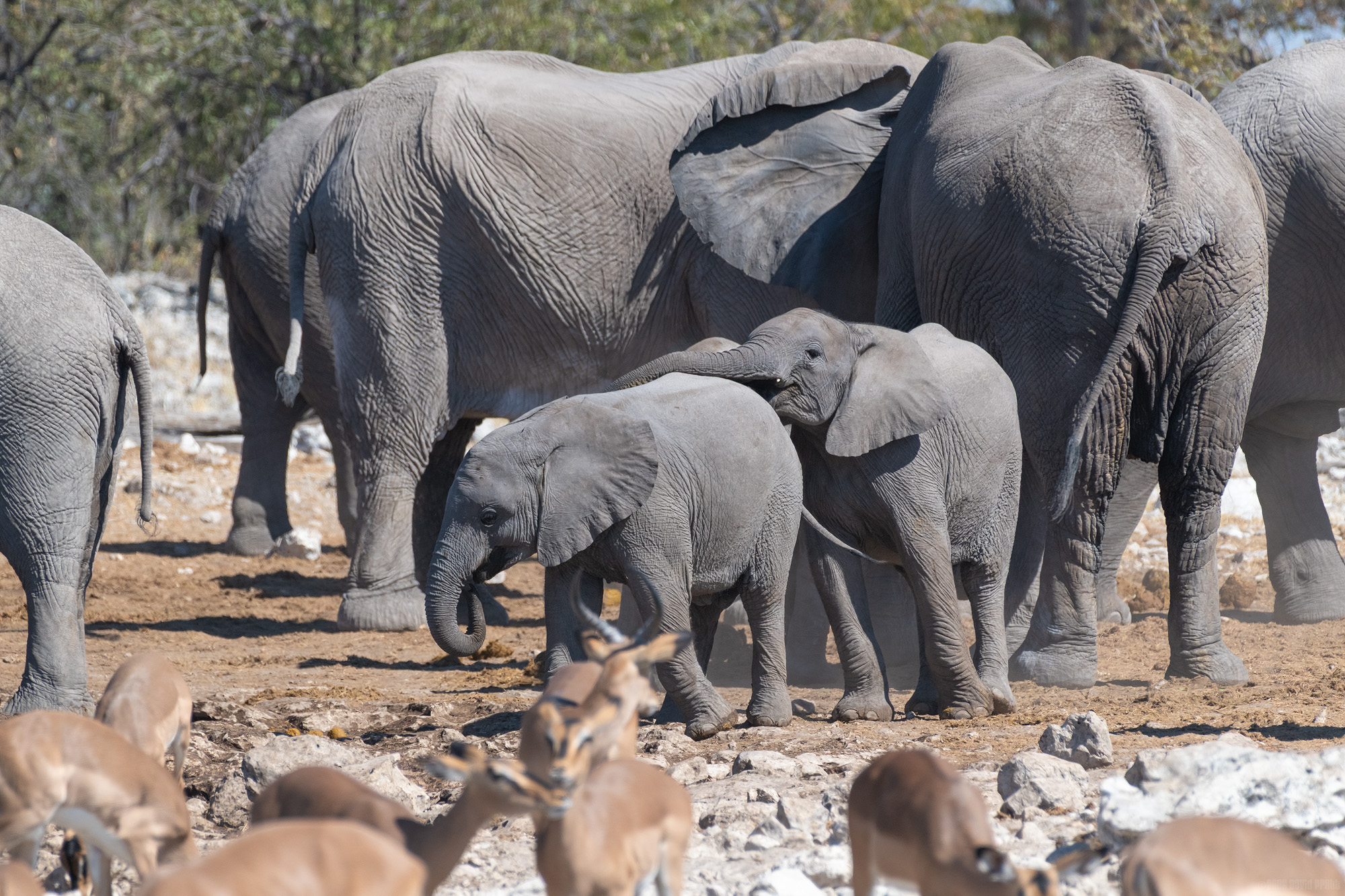 Learning How Far A Trunk Will Reach