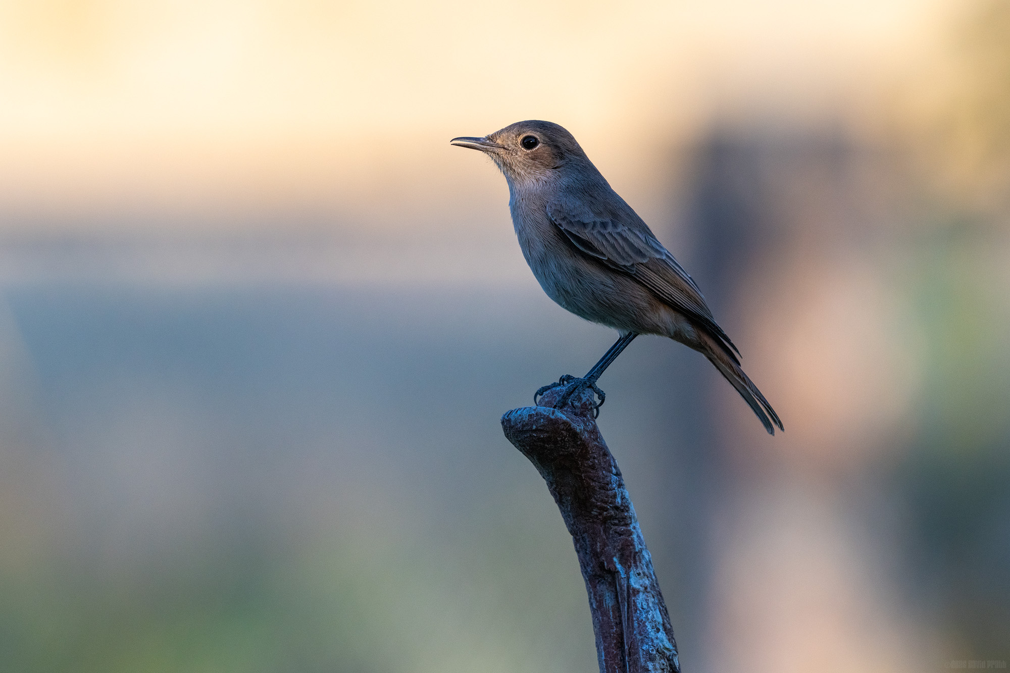 Familiar Chat