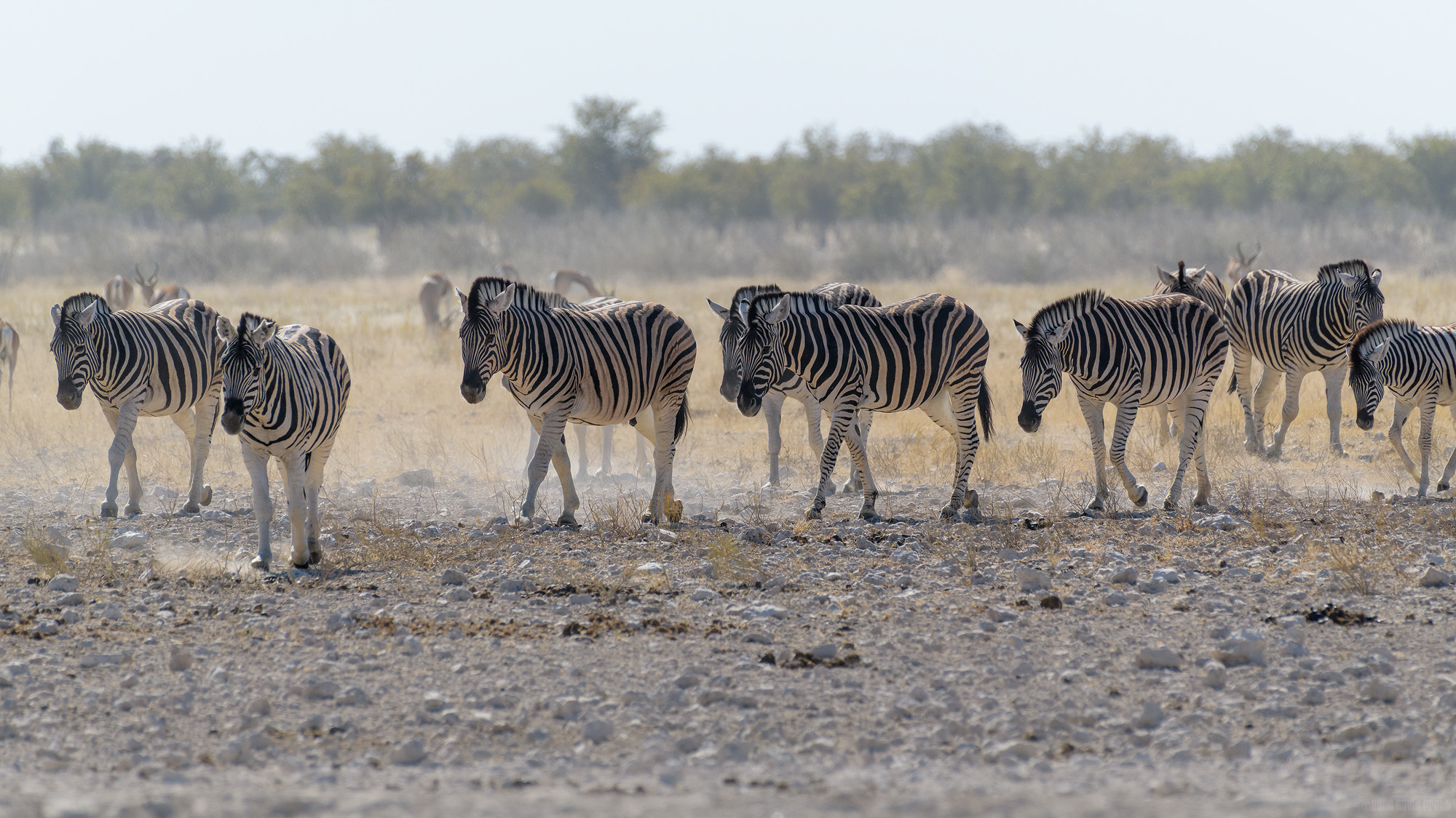 Walking To The Waterhole
