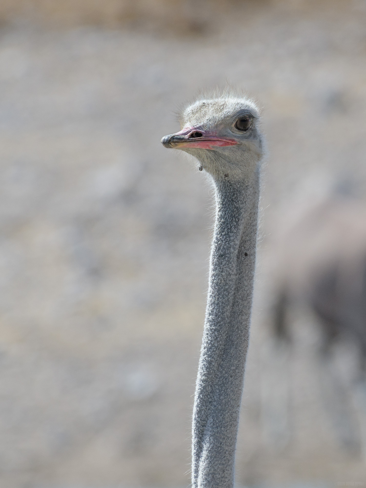 Ostrich With Ticks