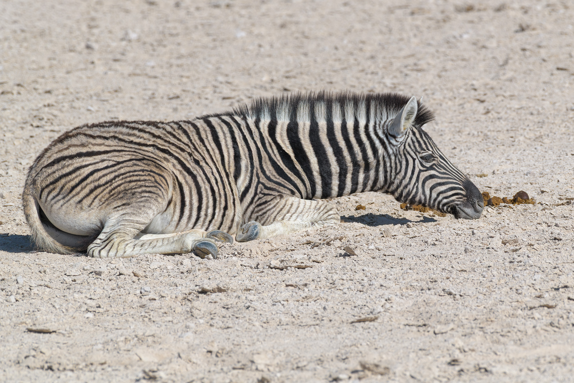 Resting Their Chin On The Ground