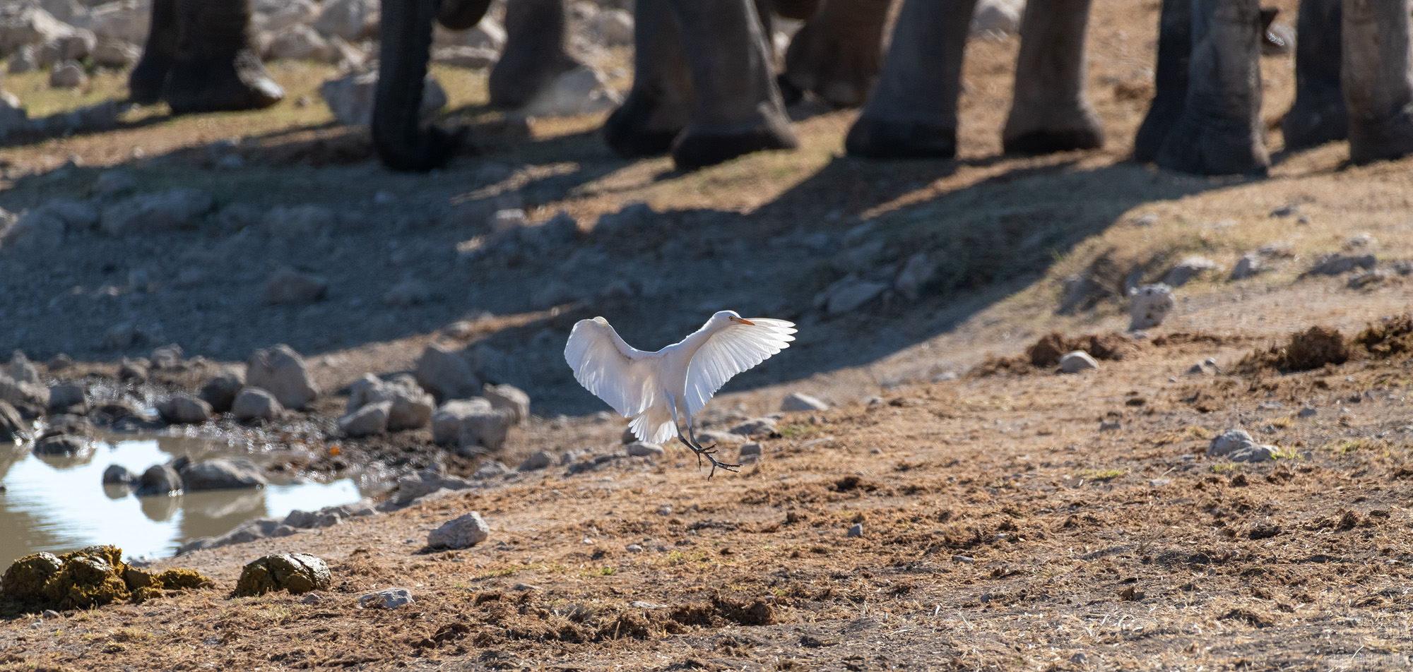 Landing Near The Elephants