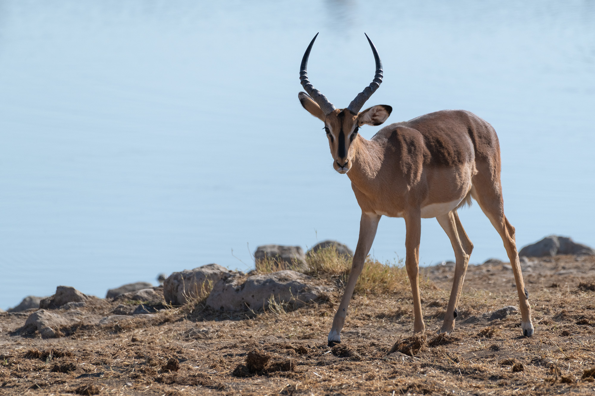One Ear On Me, One On The Waterhole