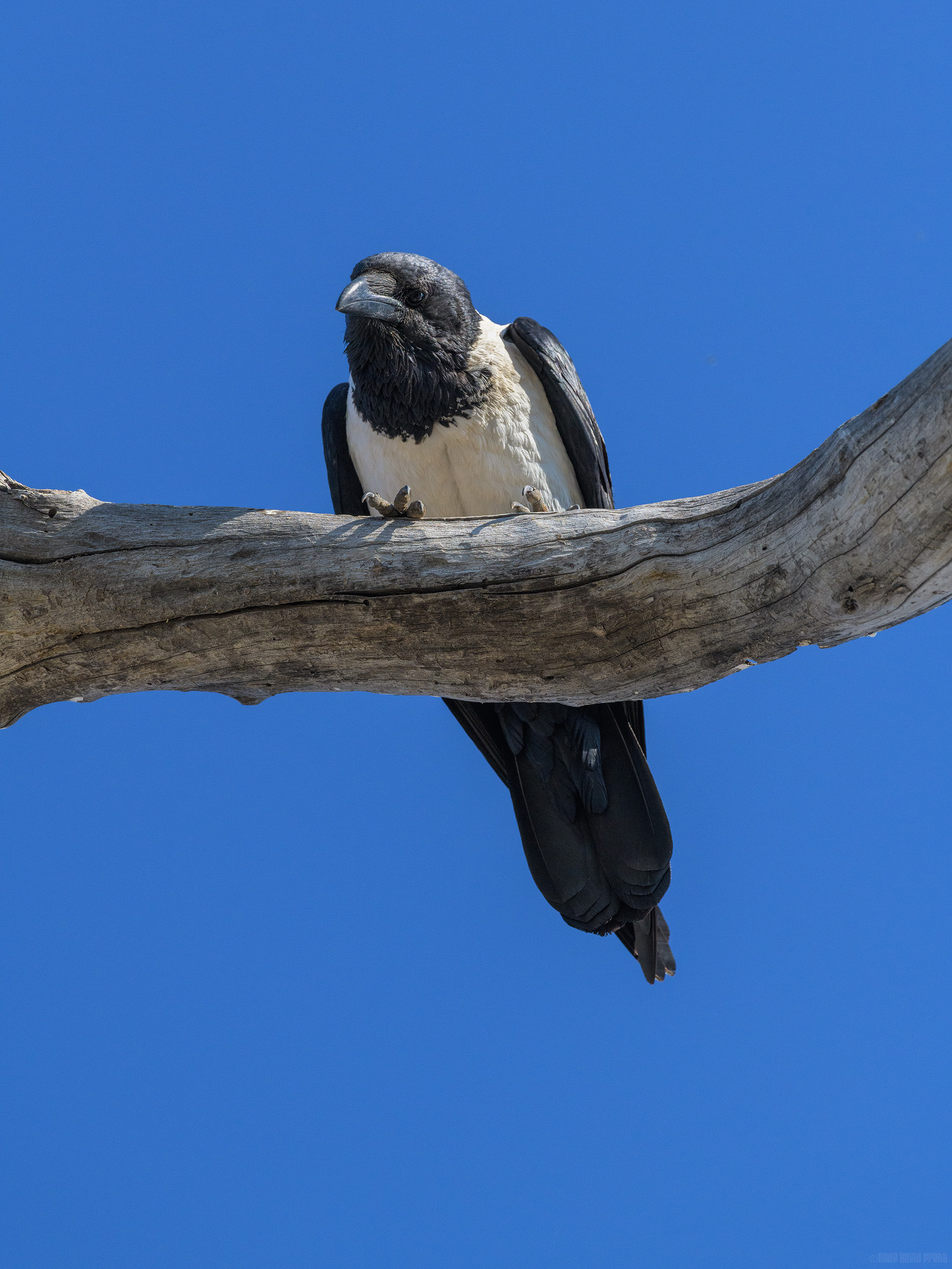 Watched By A Pied Crow