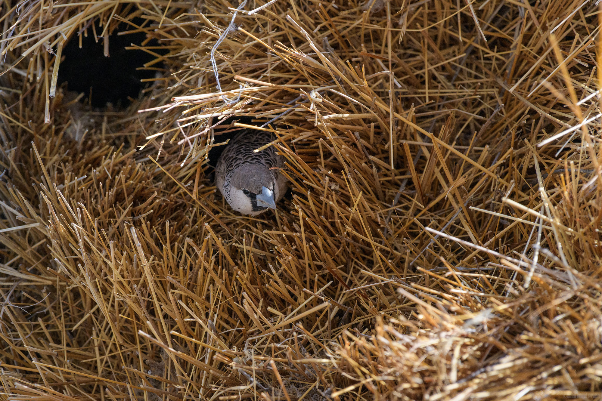 Poking Out Of The Nest