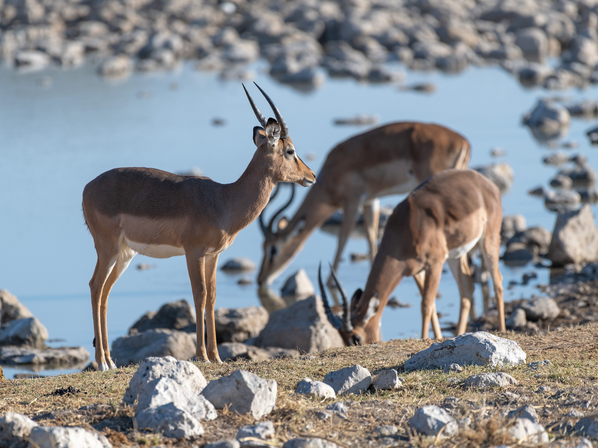 Impala At The Waterhole