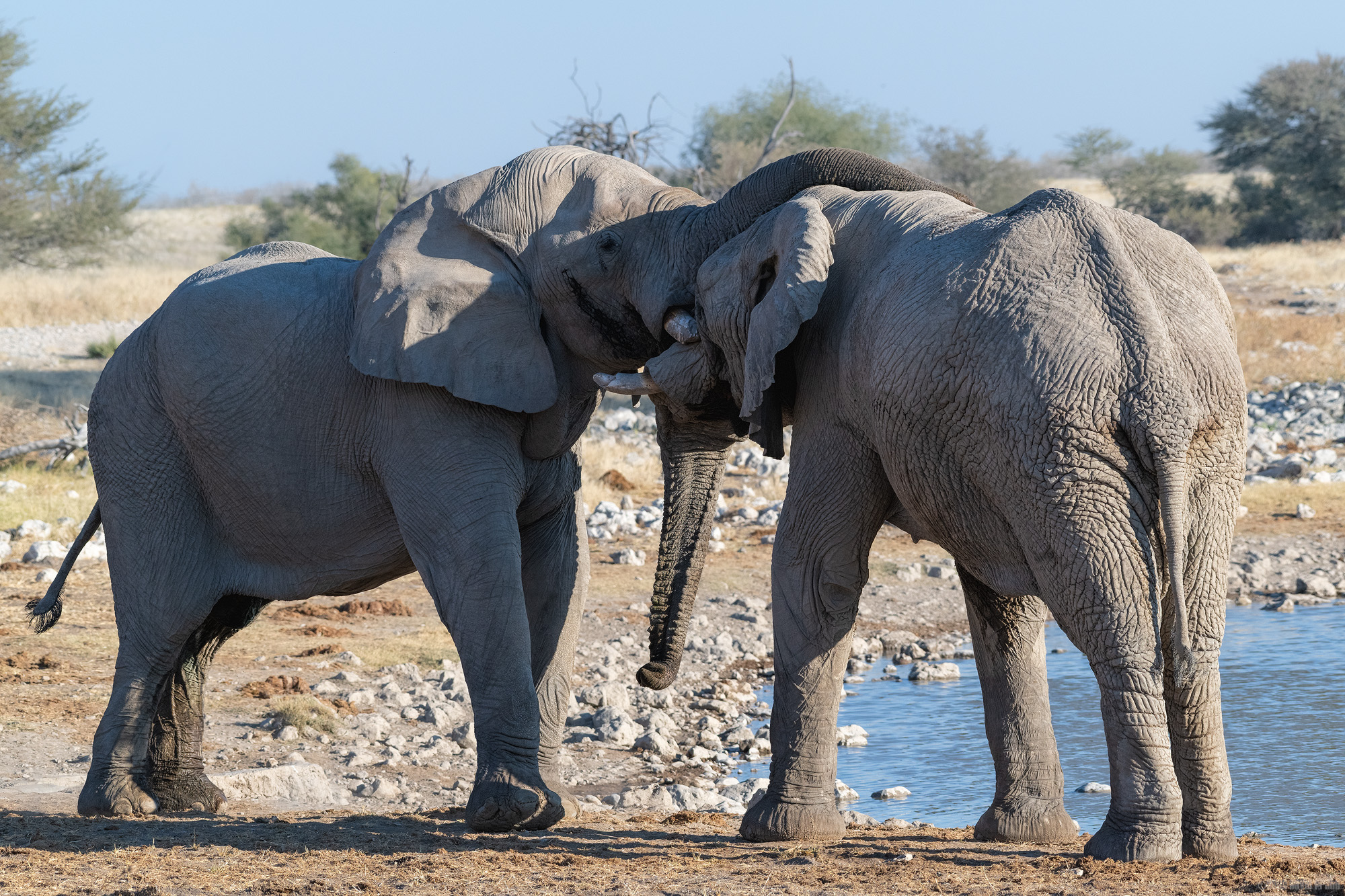 An Elephant Hug