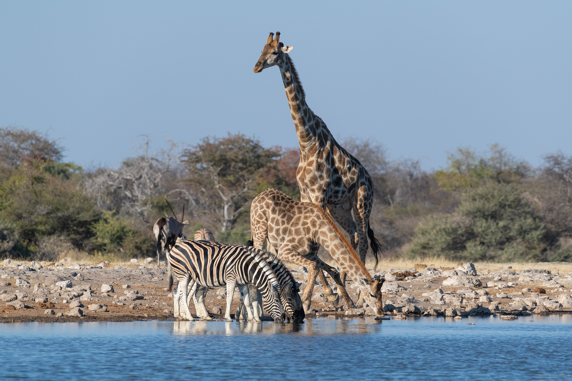 The Best Spot At The Watering Hole