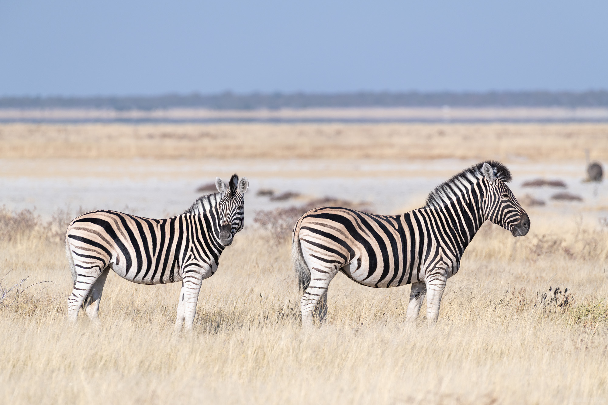 A Pair Of Plains Zebra