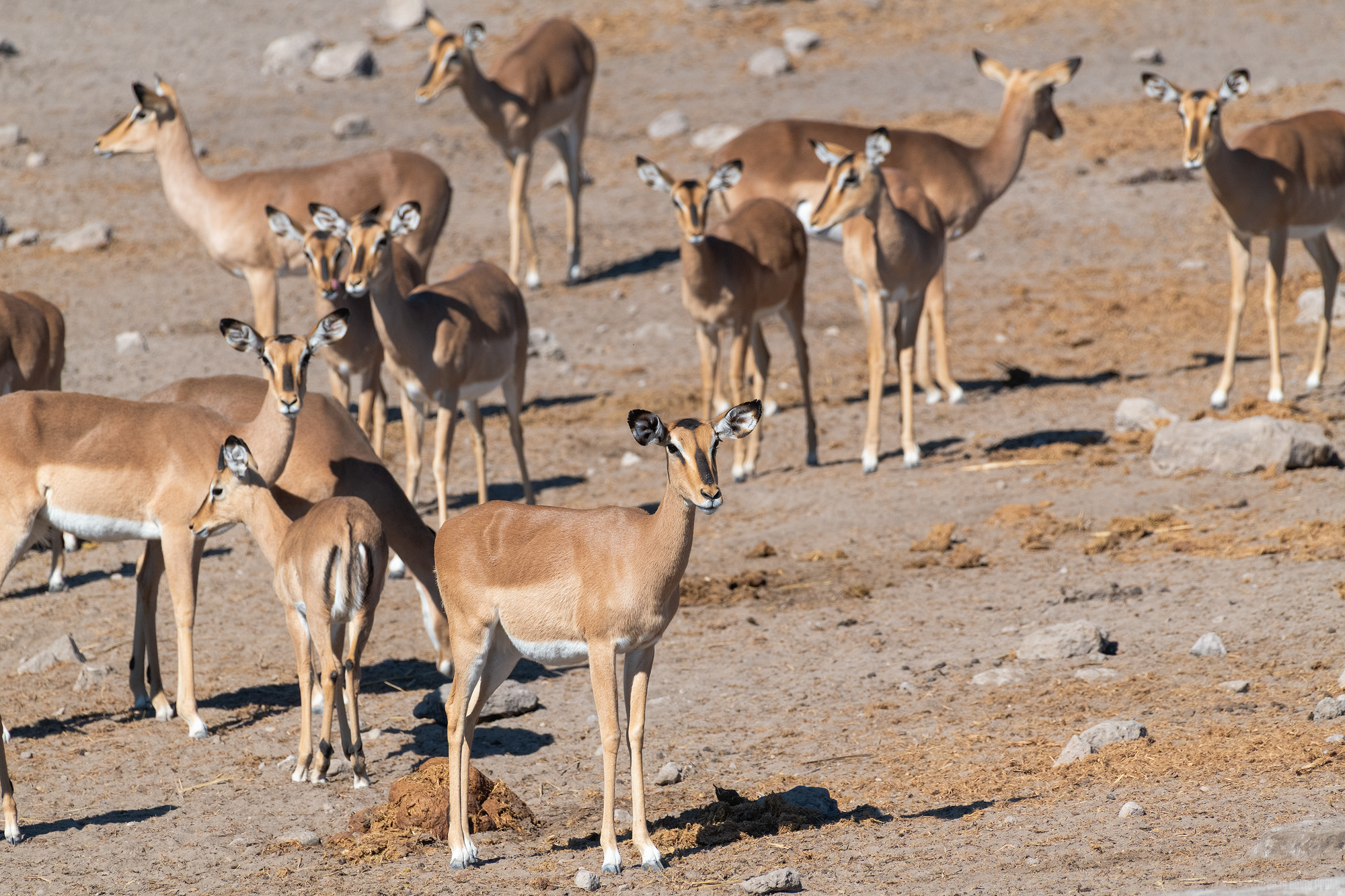 I Think They Can Hear Me [Explored 05/04/2026 #409]
