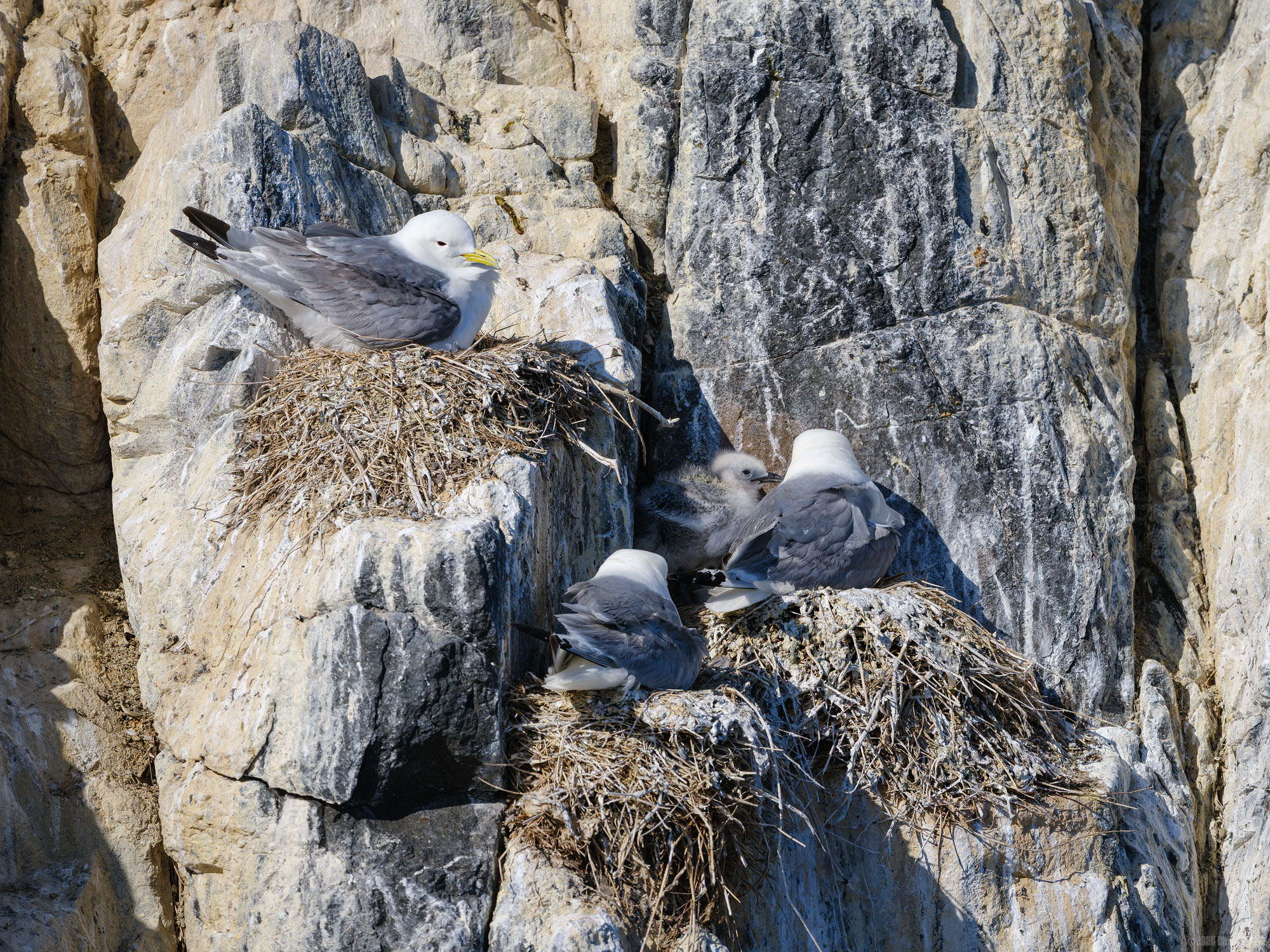 Nesting