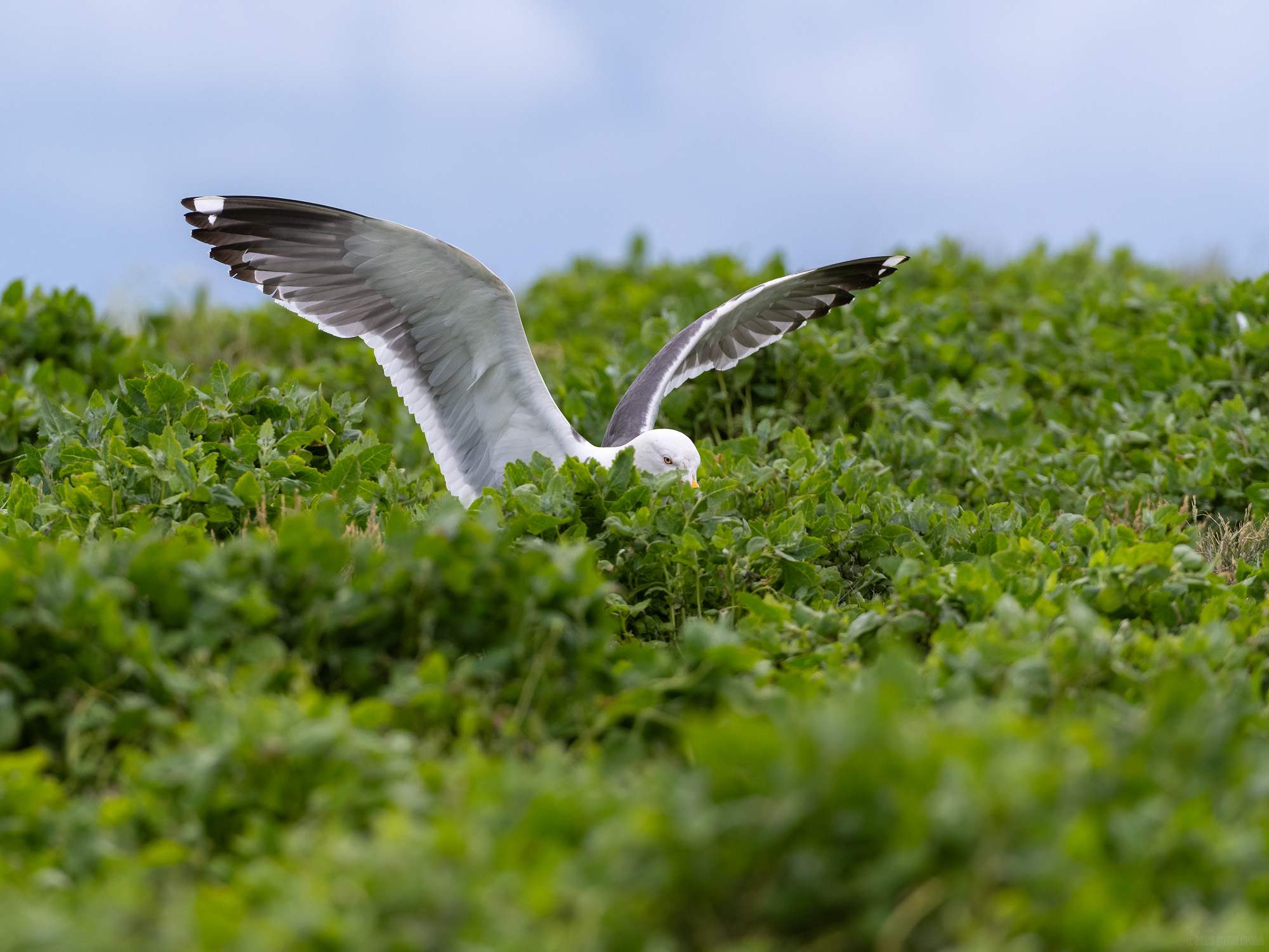 Chasing Puffins