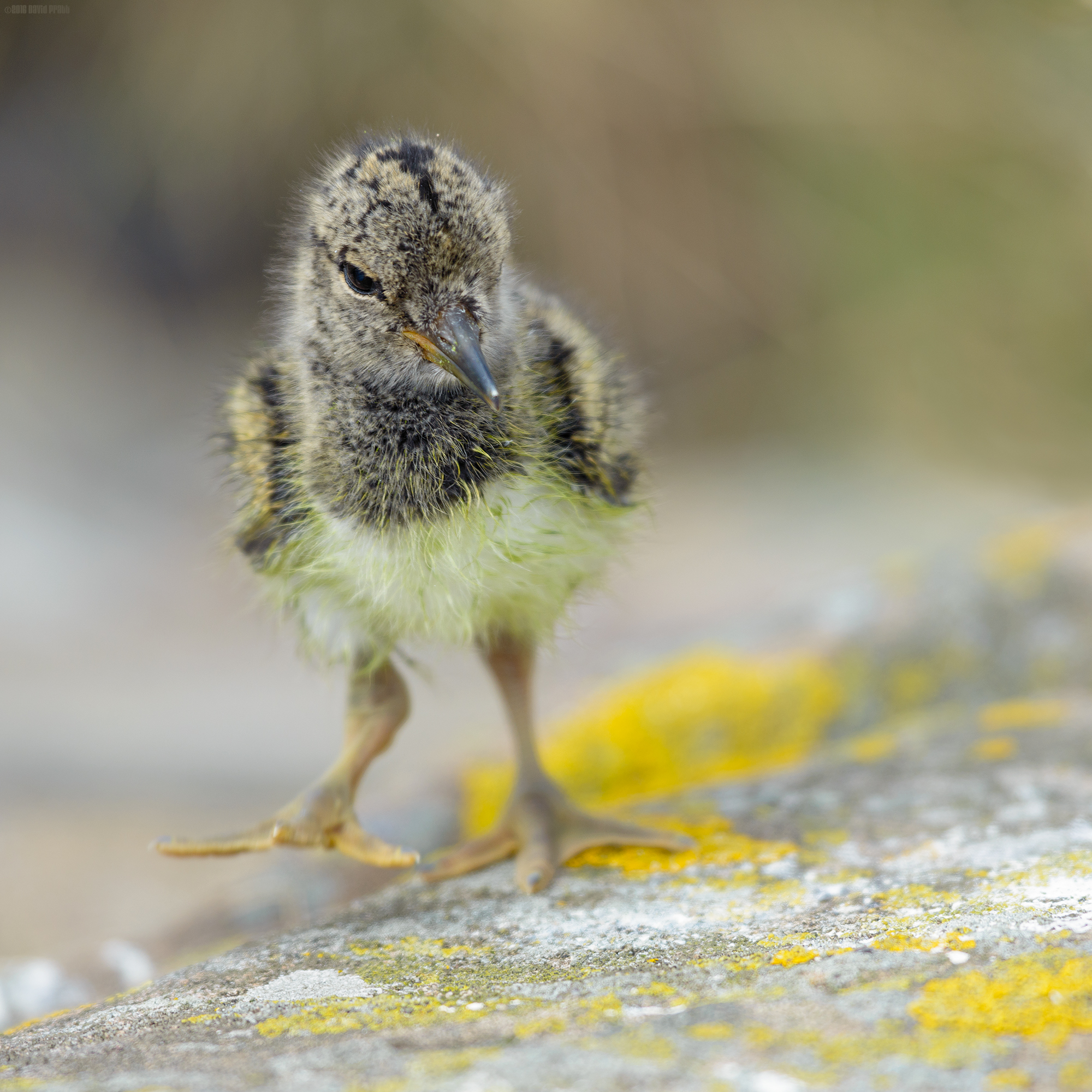 Intrepid Explorer