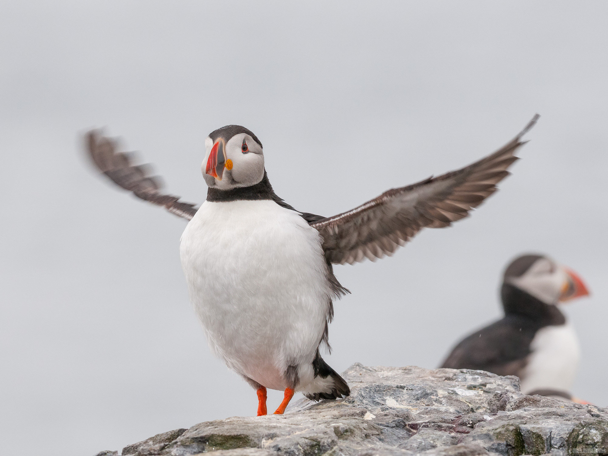 Full Flap