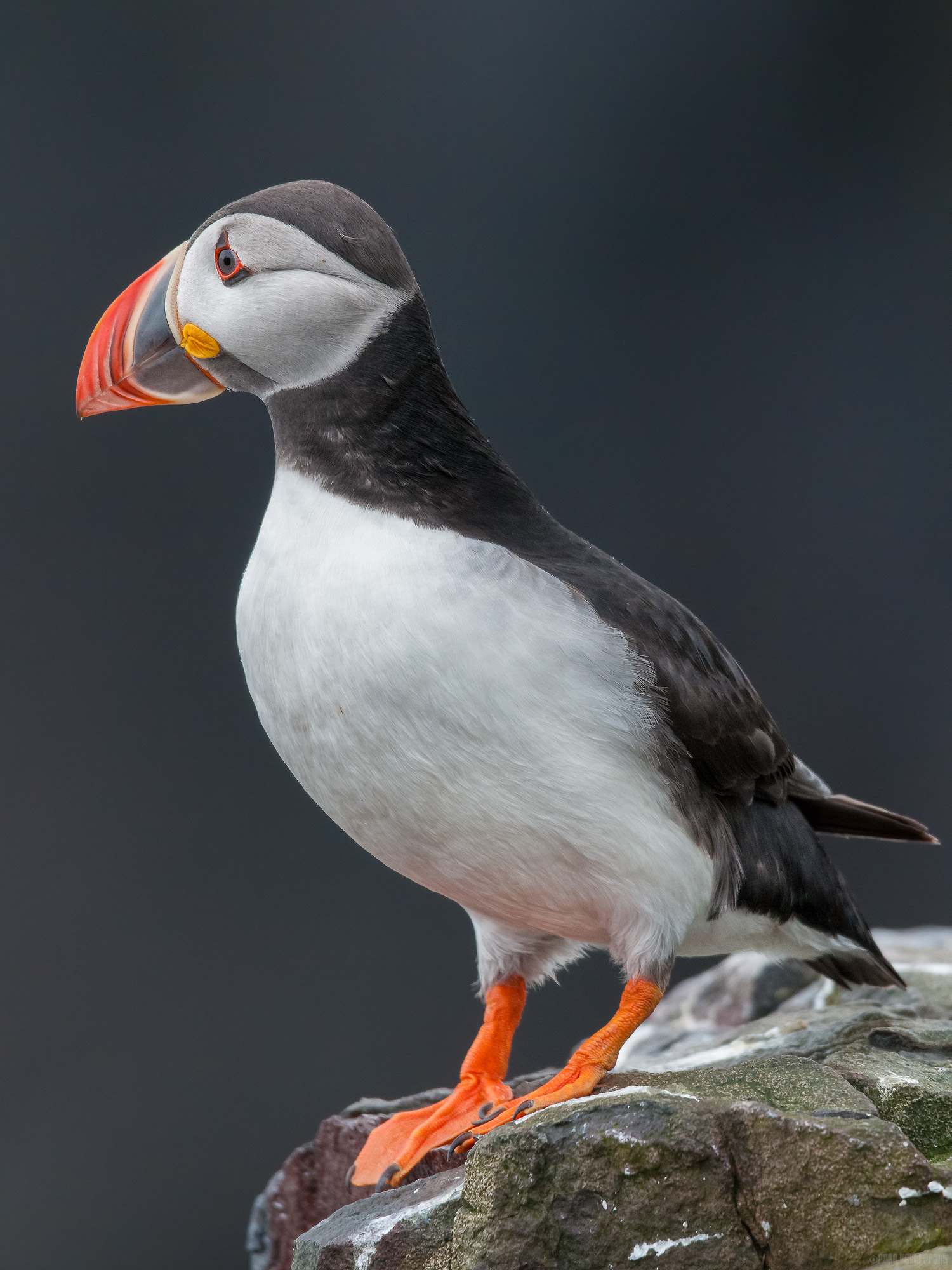 Puffin On A Rock