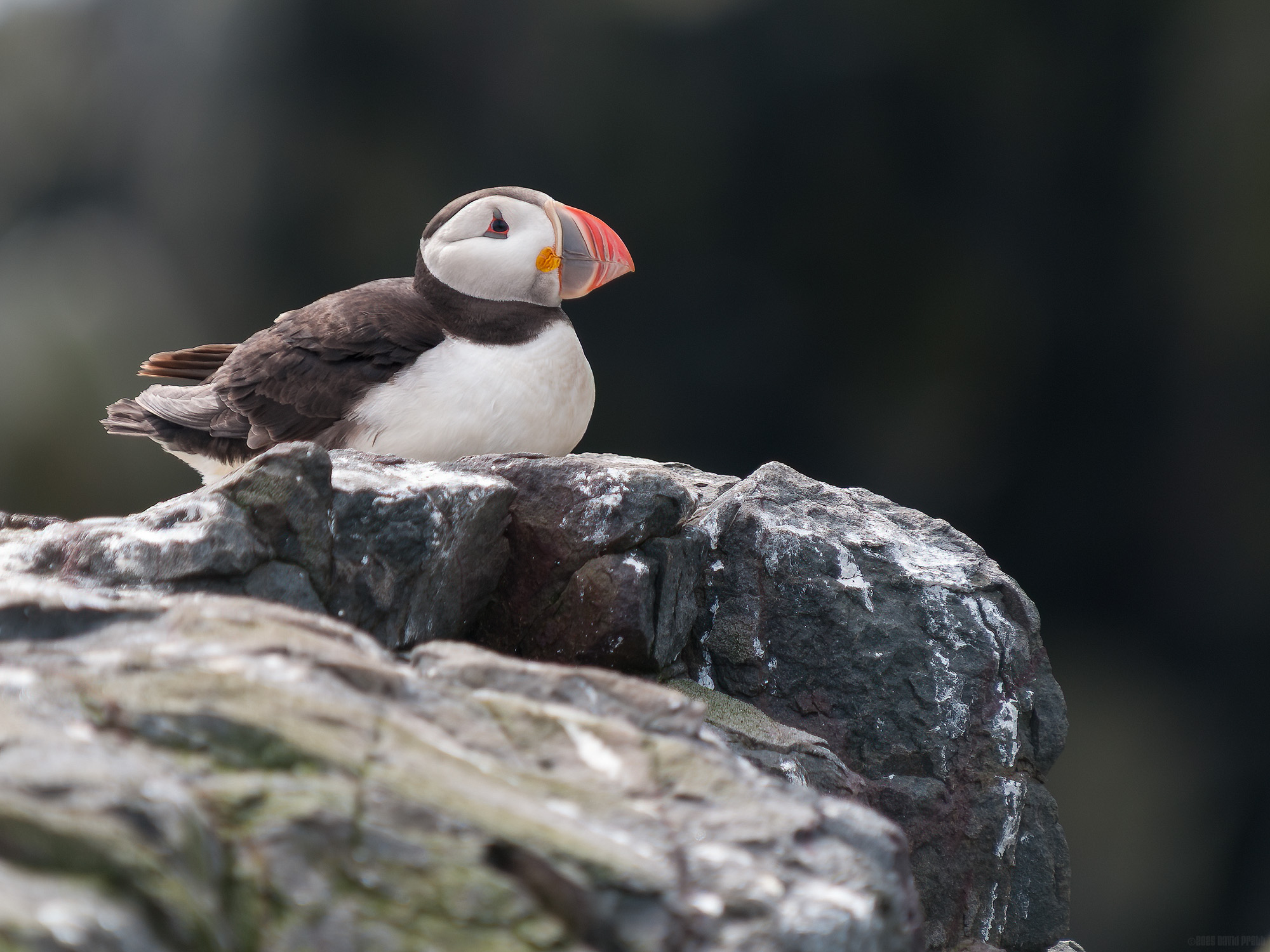 Resting On A Rock