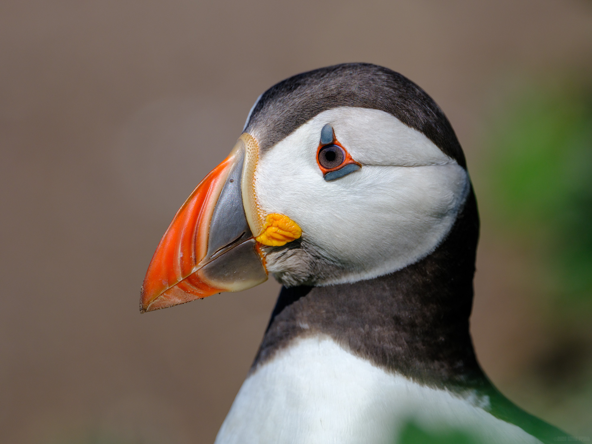 What A Beautiful Beak