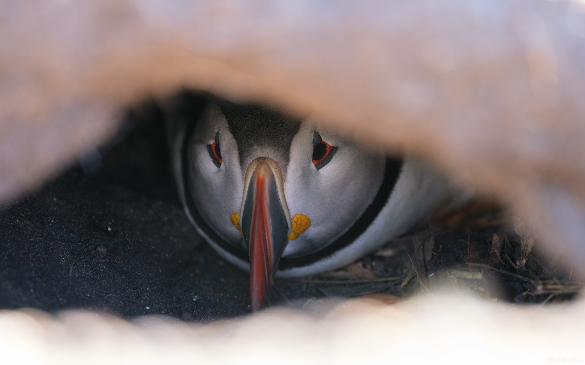 Tucked Away