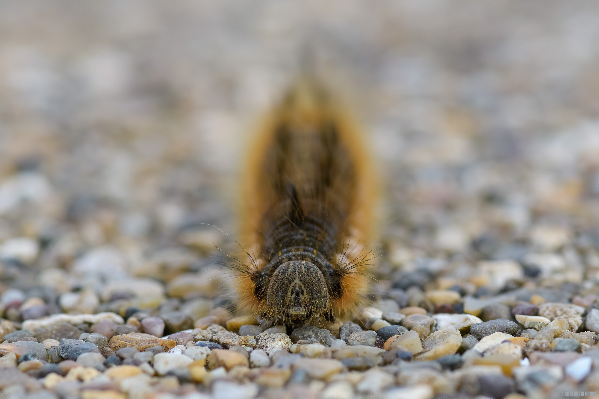 Close Encounter