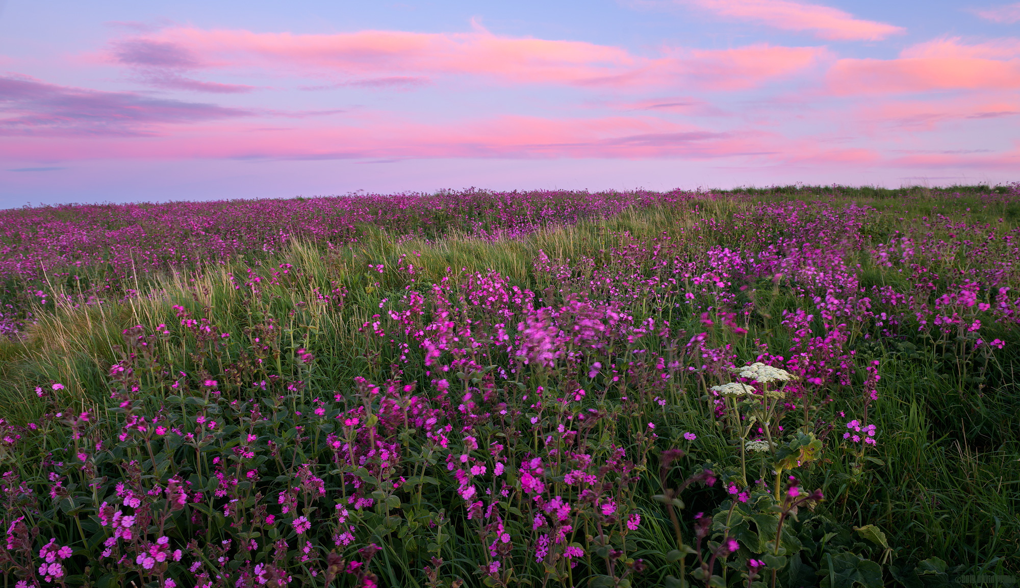 Campion Dusk