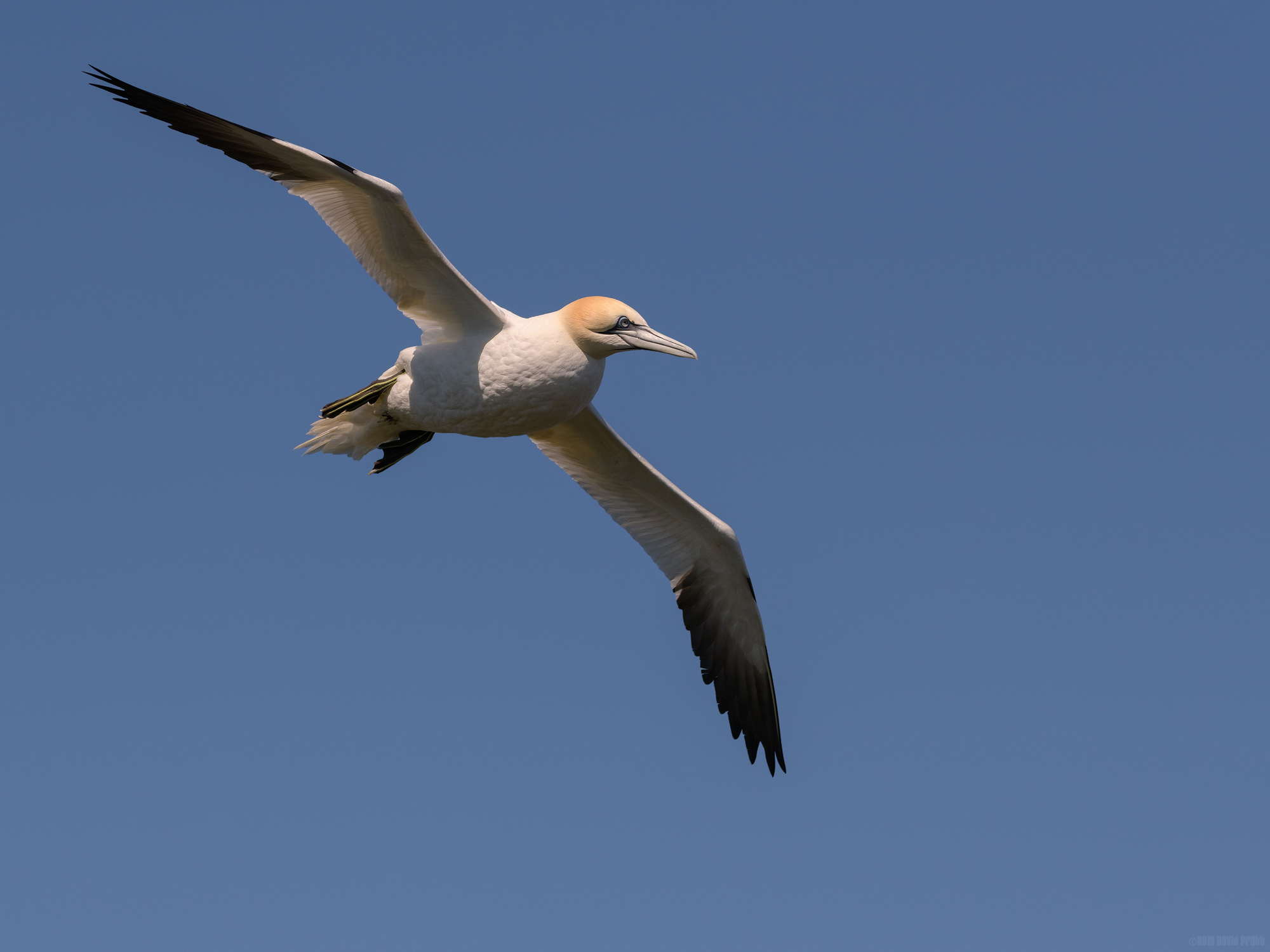 Six Foot Wingspan